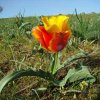 Флора Южного Казахстана